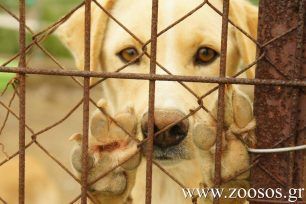 Θα στειρώσουν τα ζώα της συλλέκτριας στο Λουτράκι